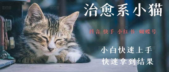 拆解，疯狂火爆！抖音，小红书，视频号小猫治愈的视频，轻松制作+快速拿到结果-慧创网